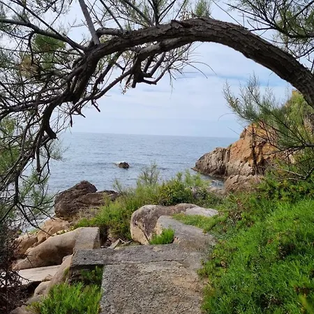 Eucaliptus * Cefalu